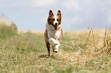 BORDER COLLIE 692